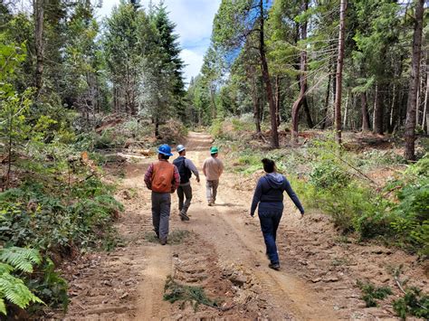 5 Indictators Of Forest Health: A Compact Guide To Key Metrics