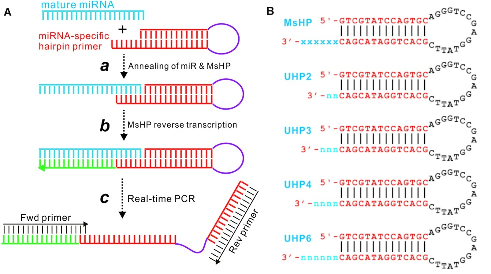 A Bioinformatics Workflow For The Evaluation Of Rt Qpcr Primer Specificity Application For The Assessment Of Gene Expression Data Reliability In Toxicological Studies Sciencedirect