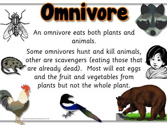 Carnivore Herbivore And Omnivore Photo Display Posters