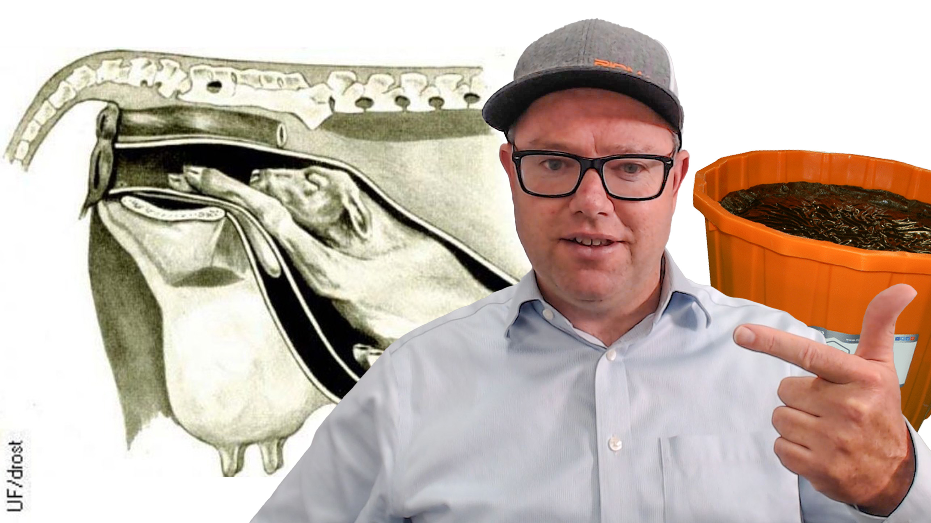 Cattle Fetal Programming Development Your Profitability Riomax 360 Cattle Fetal Programming Development Your Profitability Riomax 360