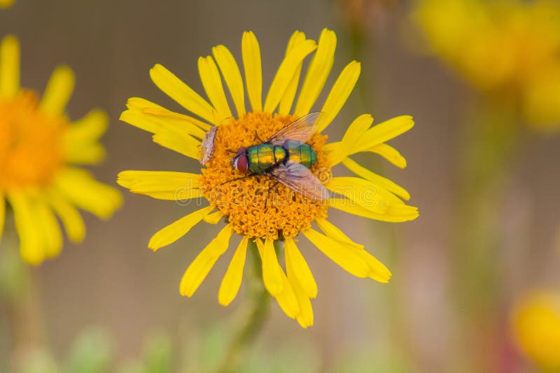 Common Green Bottle Fly Exploring The World Of Insect Diversity Stock Common Green Bottle Fly Exploring The World Of Insect Diversity Stock