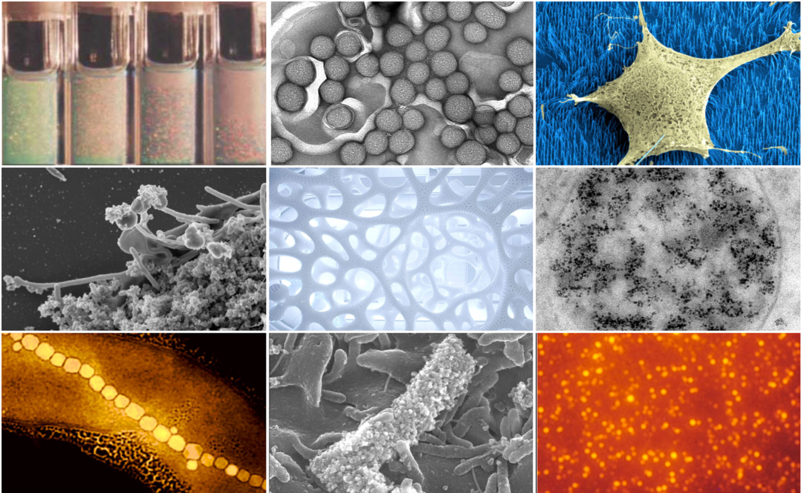 Understanding Dentritic Cell Retina: A Simple Visual Guide