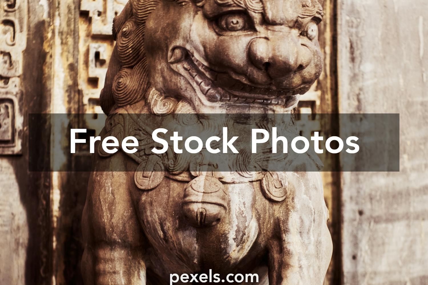 Feline Imagery Feline Imagery