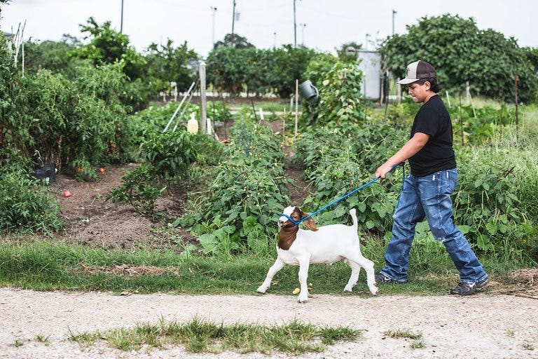 Goat Projects Programs And Opportunities Pennsylvania 4 H