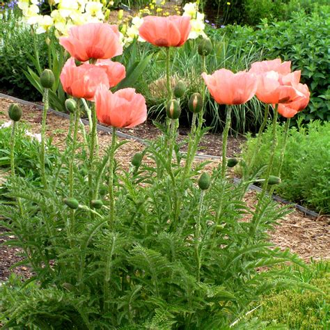 How To Grow The Oriental Poppy Papaver Orientale The Garden Of Eaden