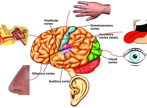 Human Brain Sensory Maps This Figure Is To Show The Analogy Between