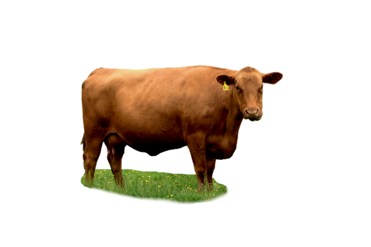 Illustration Gratuite Quatre 4 Nombre Design Image Gratuite Sur