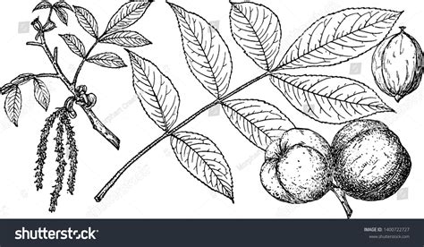 Picture Mockernut Hickory Tree Marked Branching Stock Vector Royalty Picture Mockernut Hickory Tree Marked Branching Stock Vector Royalty