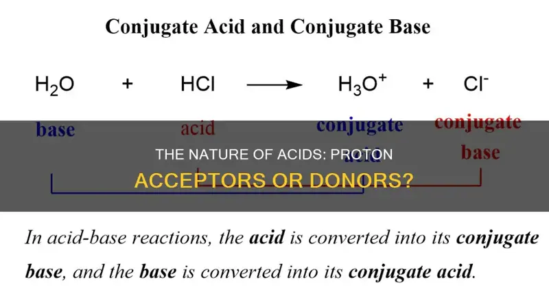 7 Key Roles Of Proton Acceptors Amino In Biochemistry