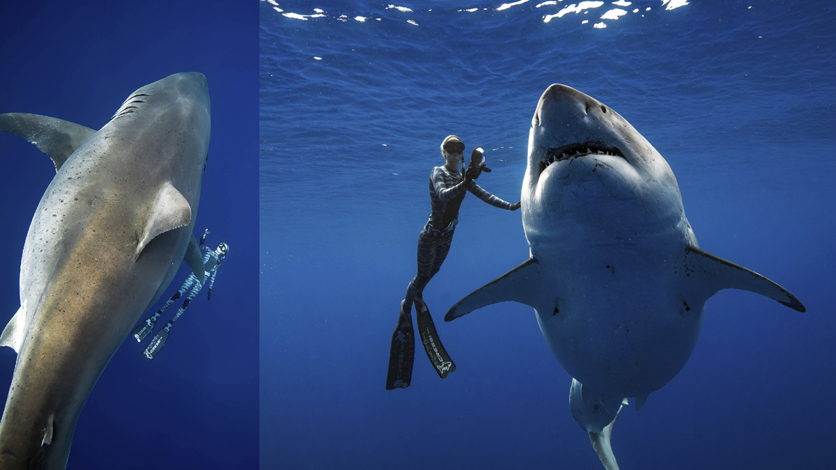 Researchers Encounter Huge Great White Shark Researchers Encounter Huge Great White Shark