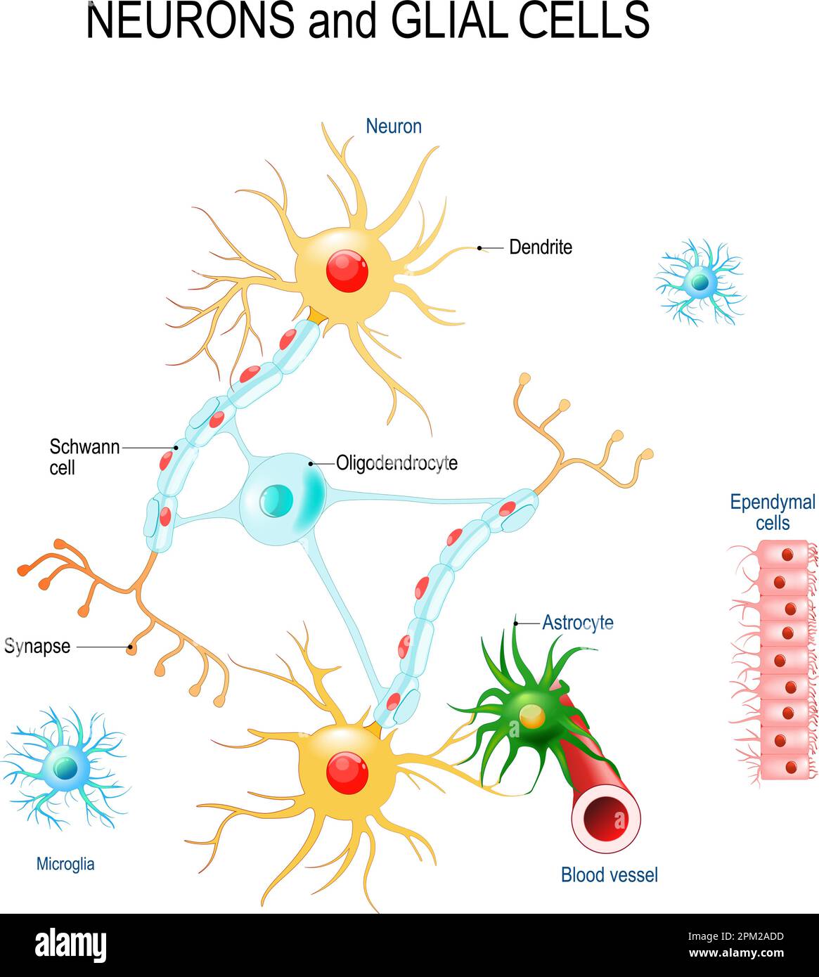 Single Cell Analysis Reveals That Gfap Dedifferentiated Schwann Cells Promote Tumor Progress In Pni Positive Distal Cholangiocarcinoma Via Lactate Hmgb1 Axis Cell Death Disease Single Cell Analysis Reveals That Gfap Dedifferentiated Schwann Cells Promote Tumor Progress In Pni Positive Distal Cholangiocarcinoma Via Lactate Hmgb1 Axis Cell Death Disease