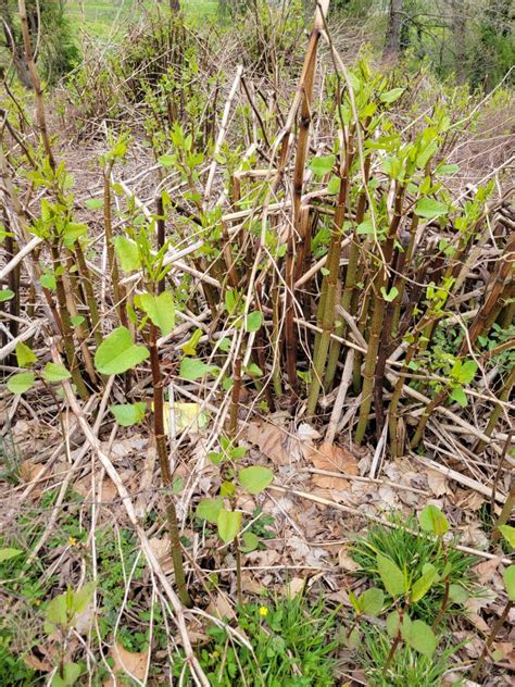 The Forager S Dilemma The Forager S Dilemma