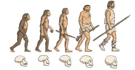 Timeline Of Human Evolution History Amp Science Wiki