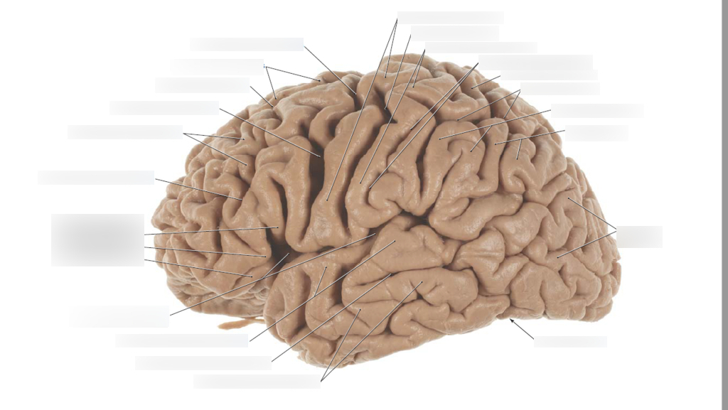 Variability Of Brain Size And External Topography Photographs And