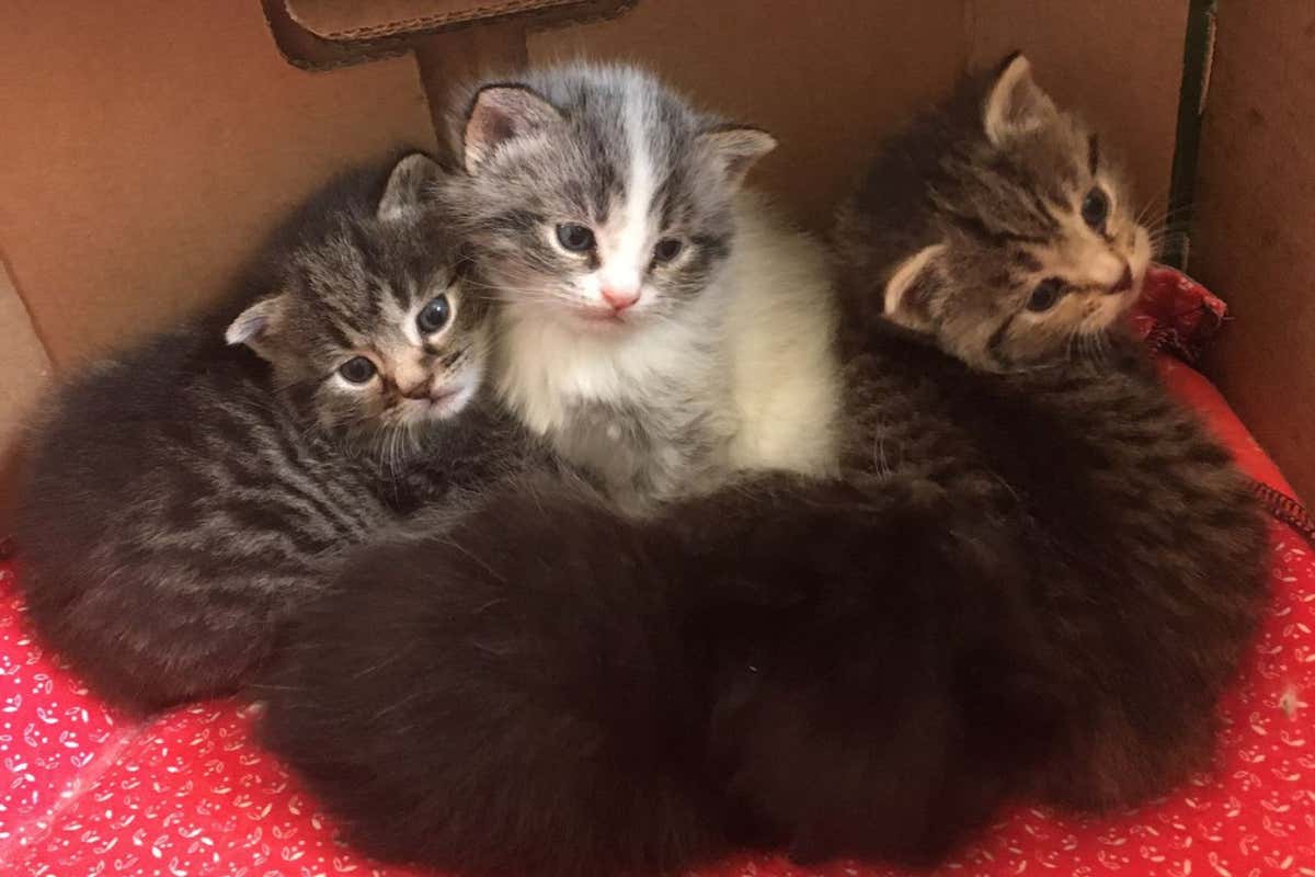 What Mutation Gives People Wings: Science, Fiction, And Reality