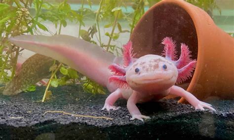 Discover Words To Describe Axolotl With Striking Clarity